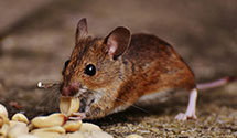 24 Hour & Emergency Exterminators in Research Triangle Park, NC